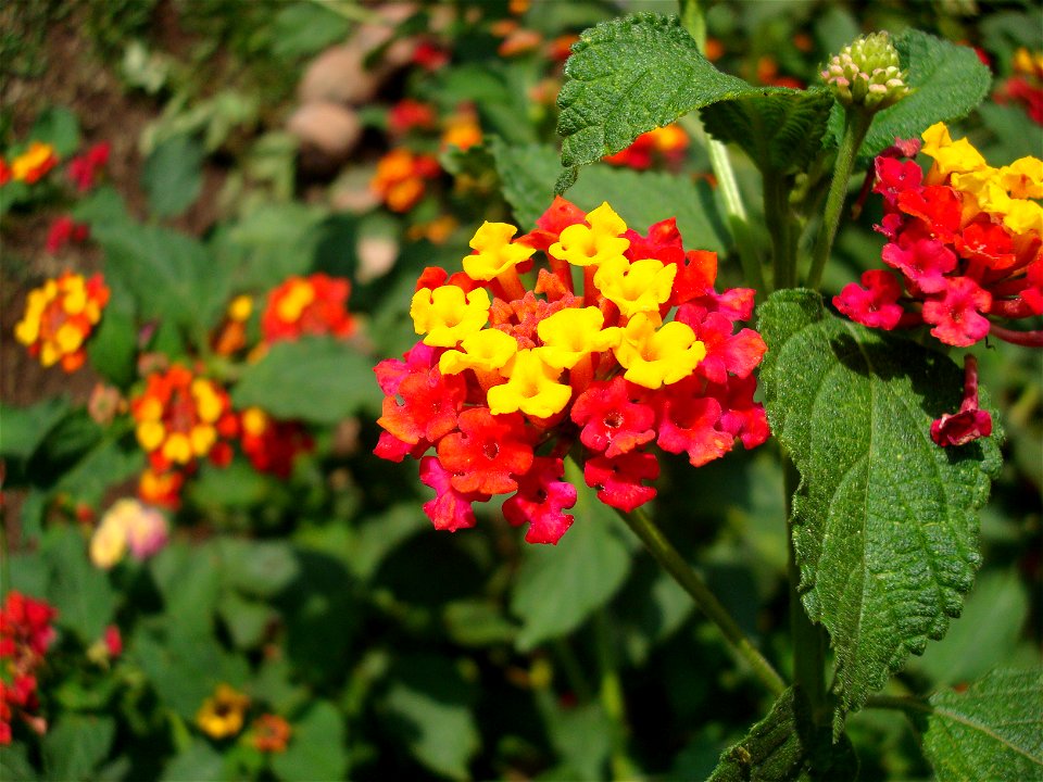 Taken at home, Brazil.