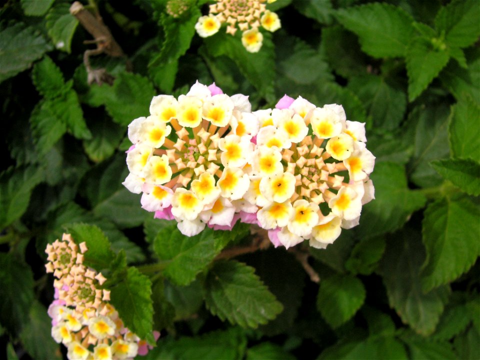Photo of the flowers of the plant Lantana camara