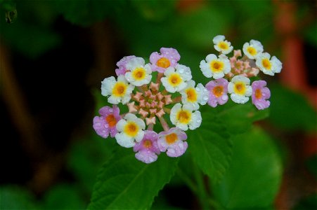 A white and pink Lantana photo