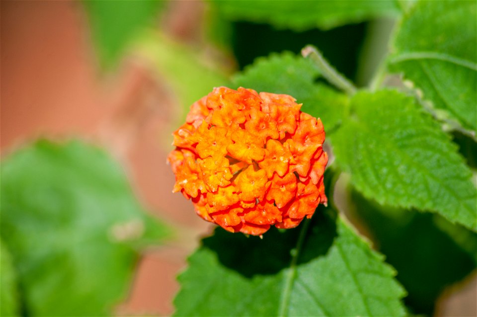 Lantana Camara from San Juan Bautista, Margarita island