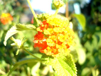 Lantana camara (Wandelröschen) photo