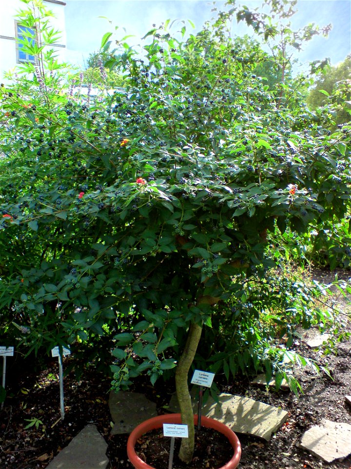 Lantana camara (Wandelröschen, Lantana) - Botanischer Garten Leipzig