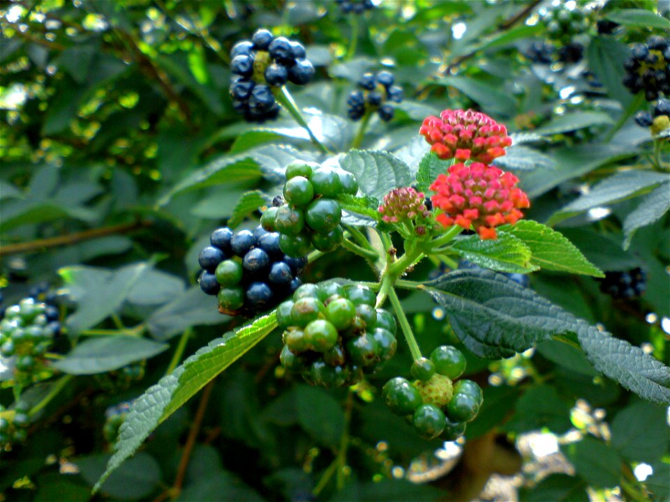Lantana camara (Wandelröschen, Lantana) - Botanischer Garten Leipzig