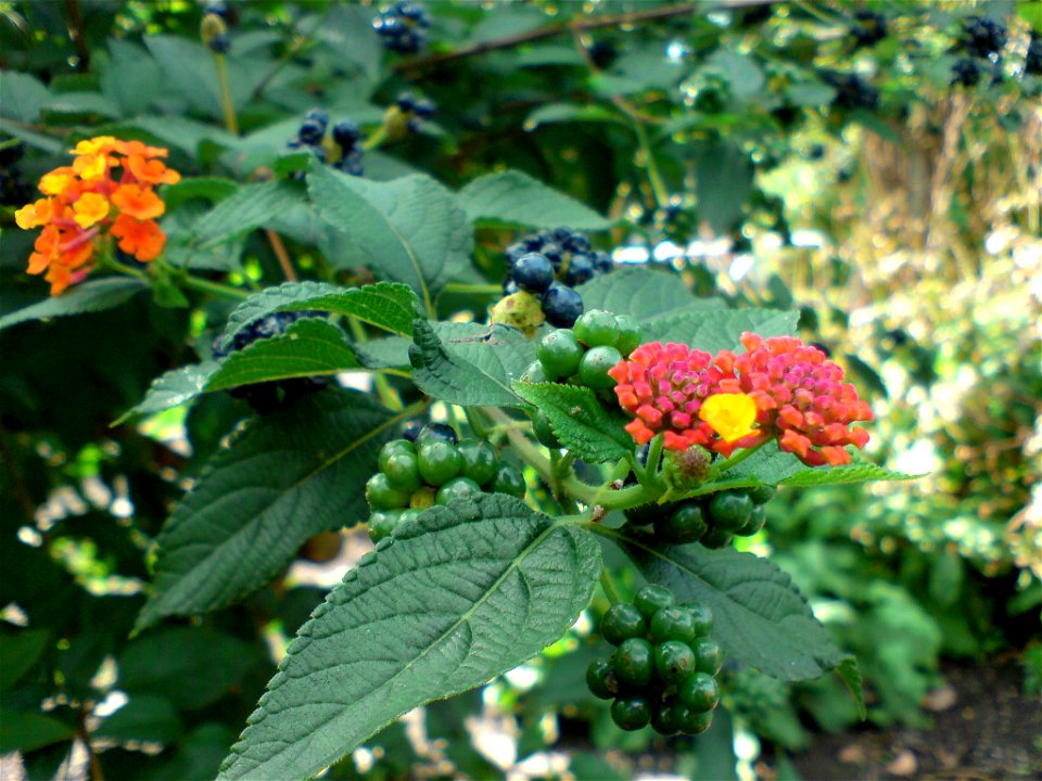 Lantana camara (Wandelröschen, Lantana) - Botanischer Garten Leipzig