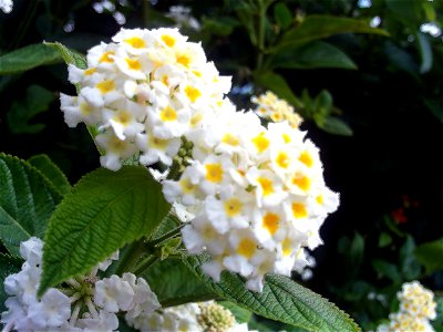 Lantana camara flower close up, Torrelamata, Torrevieja, Alicante, Spain