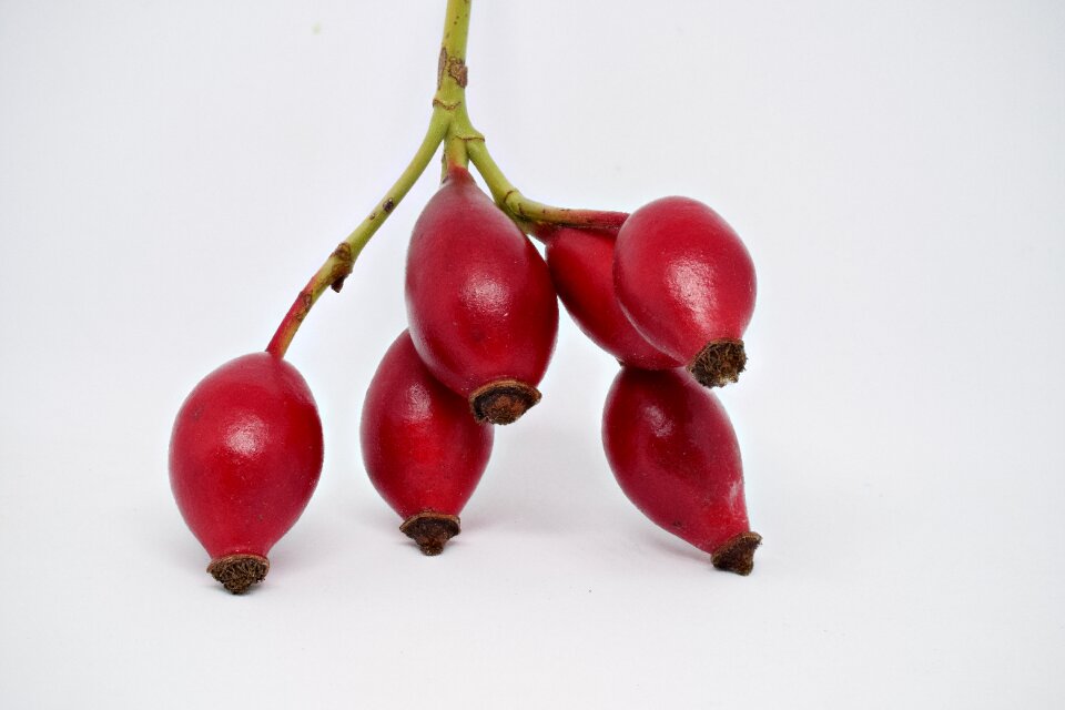 Rosehip seed macro close up