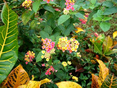 公園拍攝