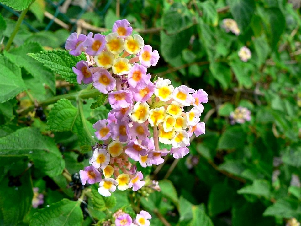 Image title: Pink yellow and white flowers Image from Public domain images website, http://www.public-domain-image.com/full-image/flora-plants-public-domain-images-pictures/flowers-public-domain-image photo