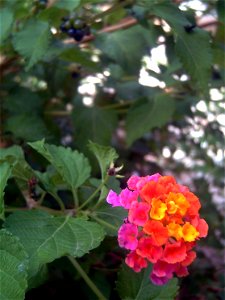 Lantana camara plant, Torrelamata, Torrevieja, Alicante, Spain