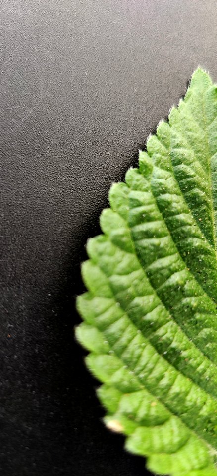 The leaves have a 1.5-2 cm long petiole. The blade of the leaf of Lantana camara is 5-6 cm long and 4-5 cm wide. The shape of the blade is ovate, the apex is acute-acuminate, the base is rounded and t