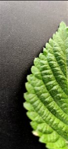 The leaves have a 1.5-2 cm long petiole. The blade of the leaf of Lantana camara is 5-6 cm long and 4-5 cm wide. The shape of the blade is ovate, the apex is acute-acuminate, the base is rounded and t