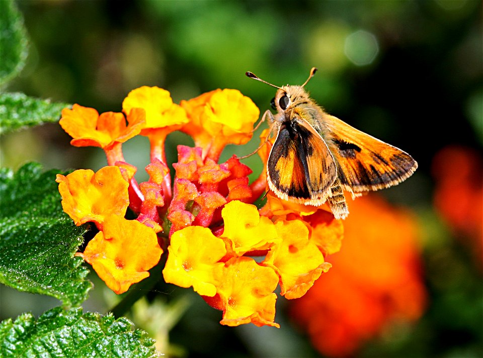 Male sandhill skipper (Polites sabuleti) on a lantana. Taken at the Oakland Museum of California.