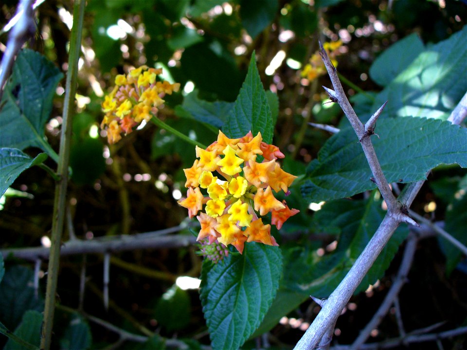 I am the originator of this photo. I hold the copyright. I release it to the public domain. This photo depicts flowers.