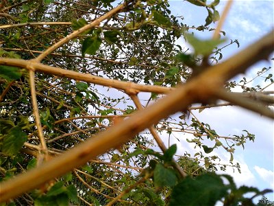உண்ணிச் செடி 
Botanical name - Lantana camara
Common name: Lantana 
Studies have found that Lantana leaves can  be used for treating  leprosy and measles ; Extracts from the plant have also been 