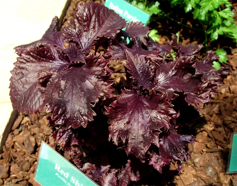 Perilla frutescens at the San Diego County Fair, California, USA. Identified by exhibitor's sign.