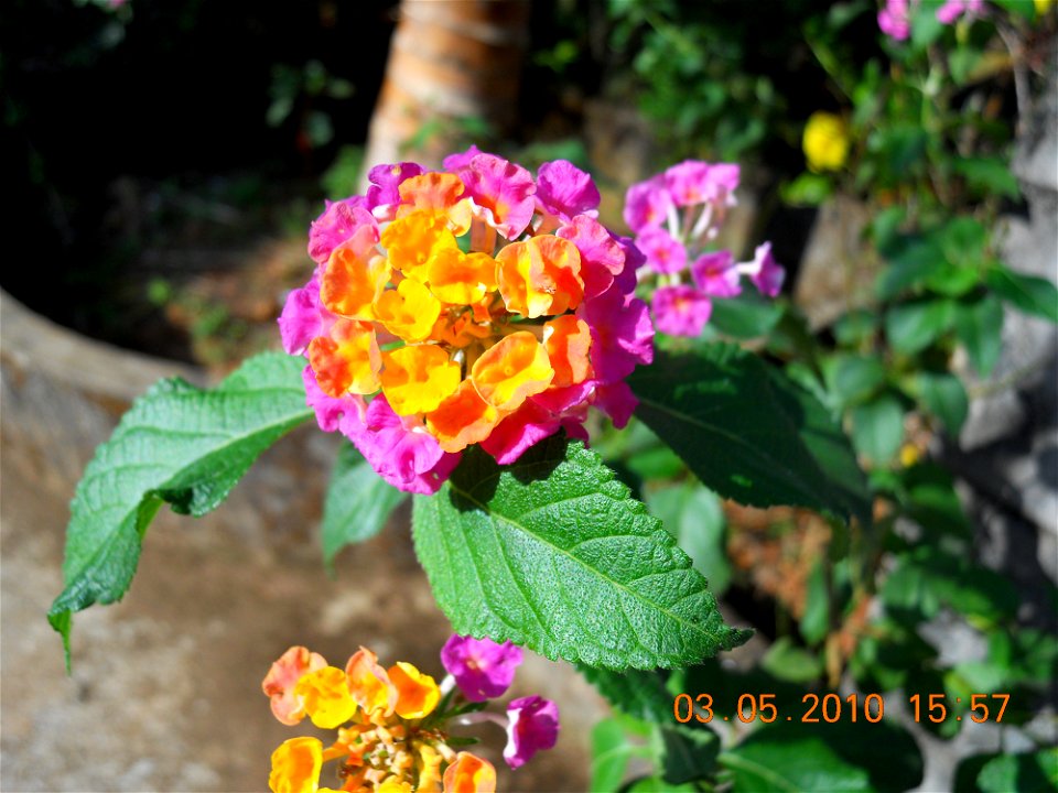 flower different colors within