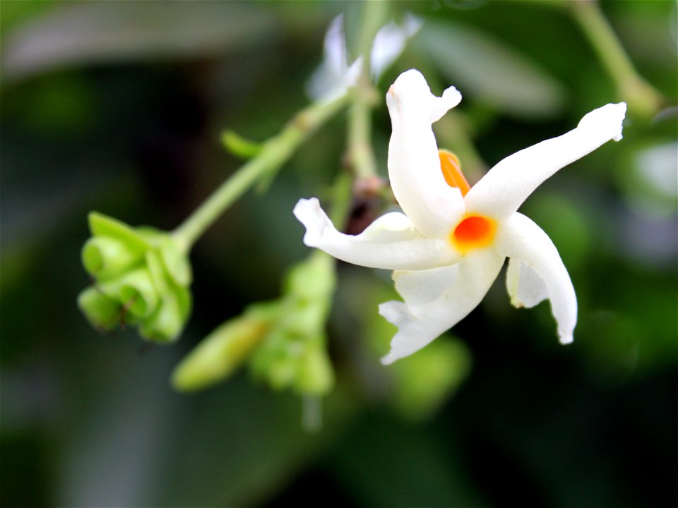 Cestrum nocturnum (queen of the night) at Rajbiraj, Saptari, Nepal