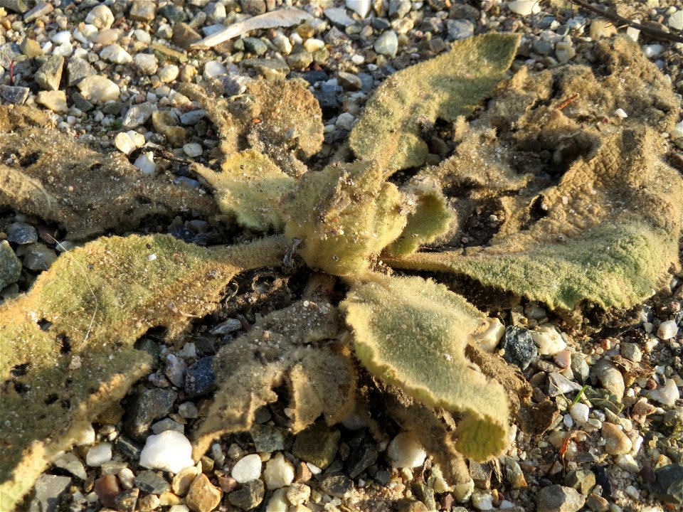 Grundblätter der Kleinblütigen Königskerze (Verbascum thapsus) in Hockenheim