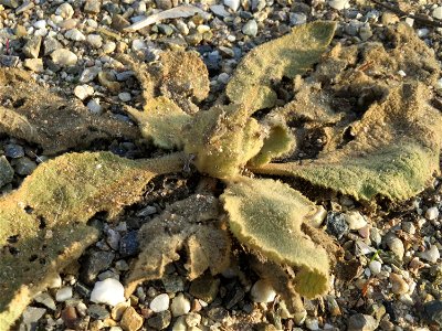Grundblätter der Kleinblütigen Königskerze (Verbascum thapsus) in Hockenheim