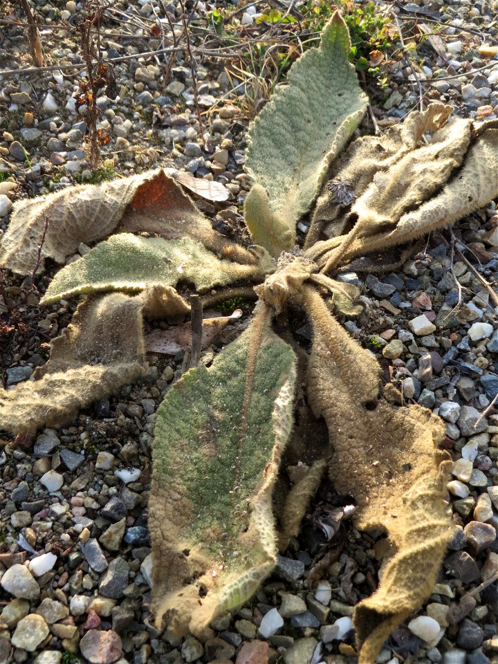 Grundblätter der Kleinblütigen Königskerze (Verbascum thapsus) in Hockenheim