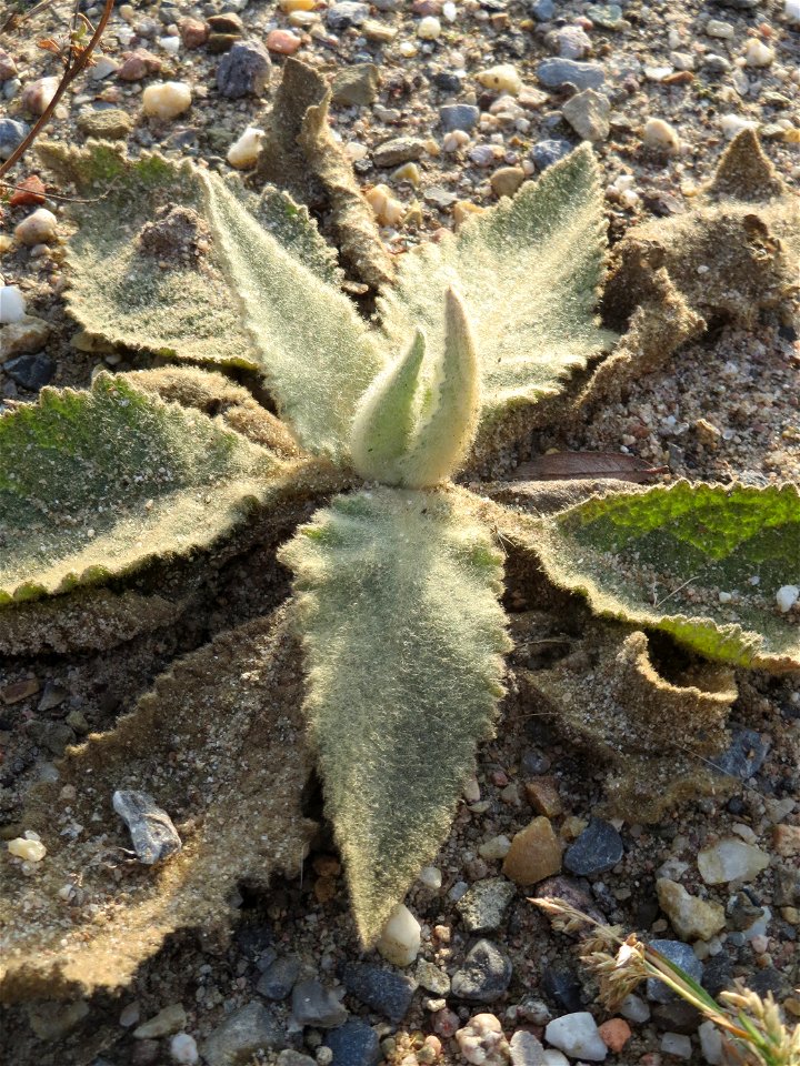 Grundblätter der Kleinblütigen Königskerze (Verbascum thapsus) in Hockenheim