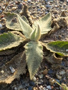 Grundblätter der Kleinblütigen Königskerze (Verbascum thapsus) in Hockenheim