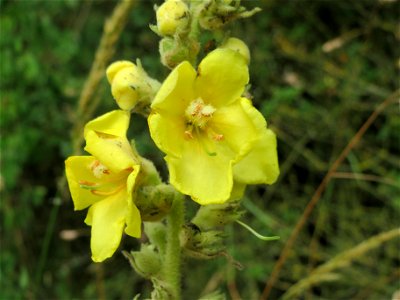 Kleinblütige Königskerze (Verbascum thapsus) bei Hockenheim