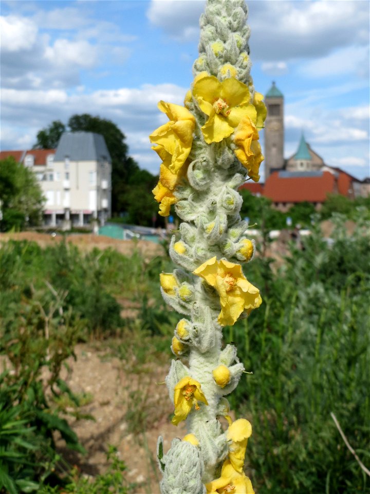 Verbascum phlomoides auf einem Sandhügel einer Baustelle in Hockenheim