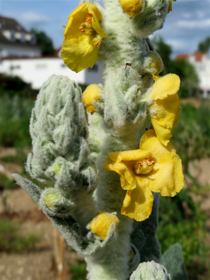 Verbascum phlomoides auf einem Sandhügel einer Baustelle in Hockenheim