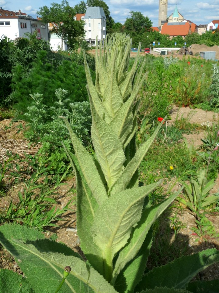 Kleinblütige Königskerze (Verbascum thapsus) auf einem Sandhügel einer Baustelle in Hockenheim