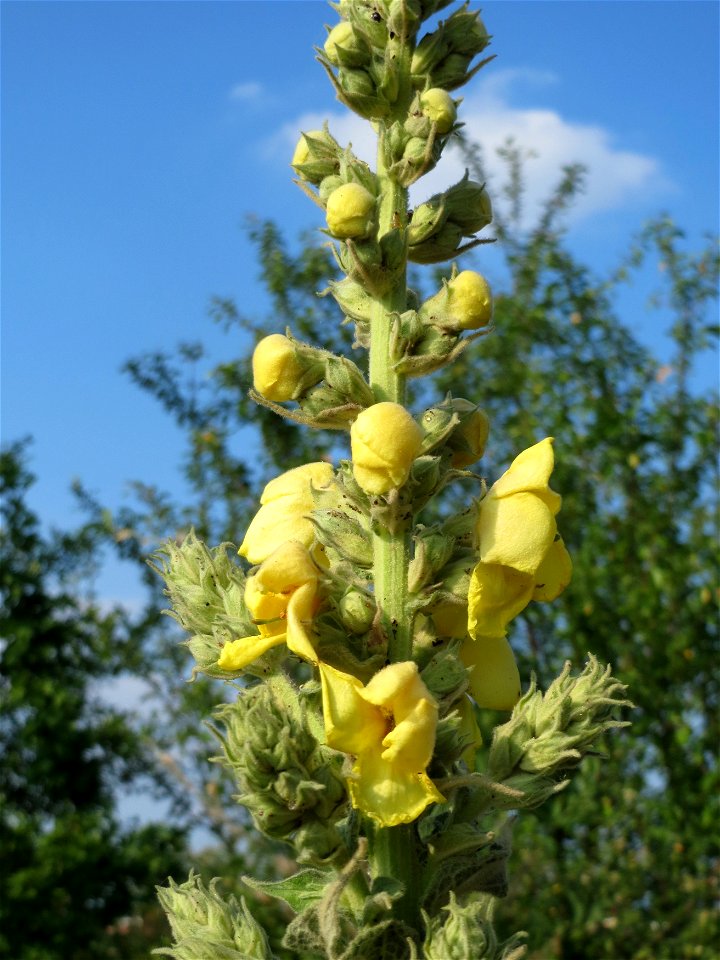 Kleinblütige Königskerze (Verbascum thapsus) bei Reilingen