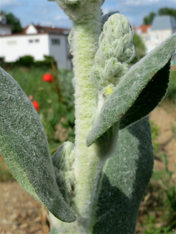 Verbascum phlomoides auf einem Sandhügel einer Baustelle in Hockenheim