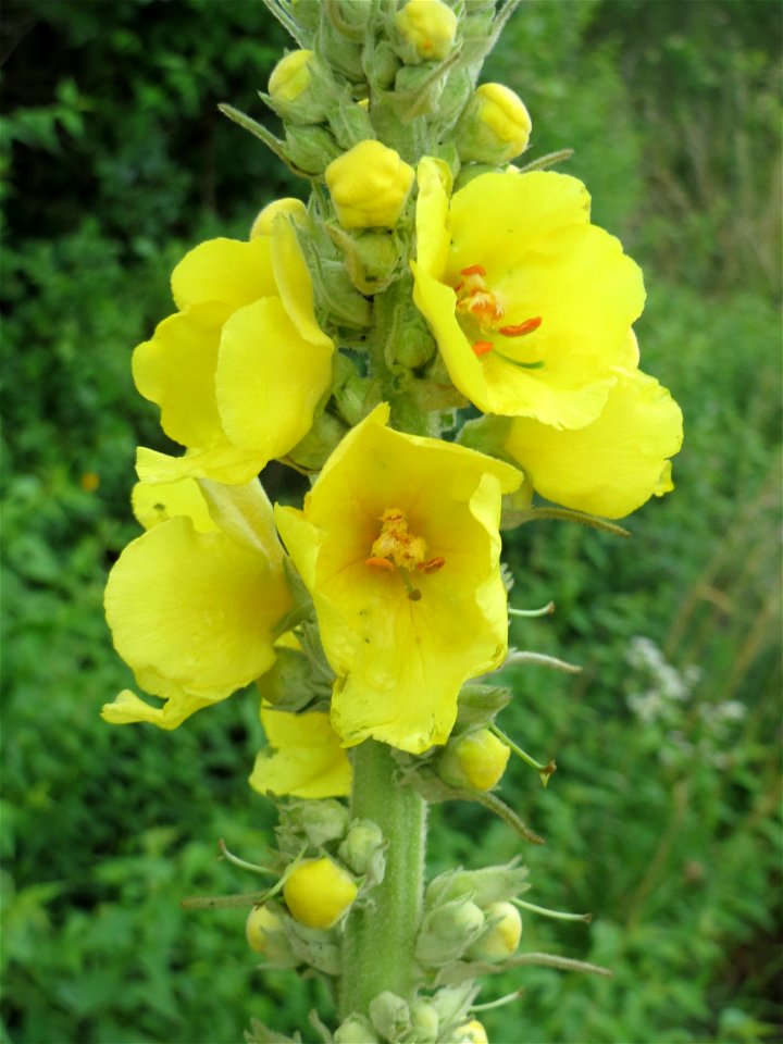 Kleinblütige Königskerze (Verbascum thapsus) am Bahnhof Wiesental