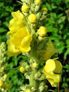 Kleinblütige Königskerze (Verbascum thapsus) am Bahnhof Wiesental
