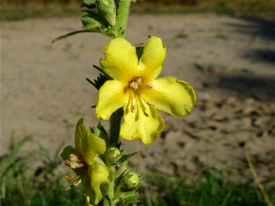 Kleinblütige Königskerze (Verbascum thapsus) bei Reilingen