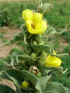 Windblumen-Königskerze (Verbascum phlomoides) im Naturschutzgebiet Gewann Frankreich-Wiesental