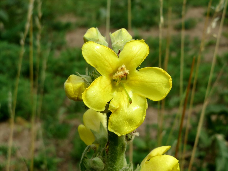 Windblumen-Königskerze (Verbascum phlomoides) im Naturschutzgebiet Gewann Frankreich-Wiesental