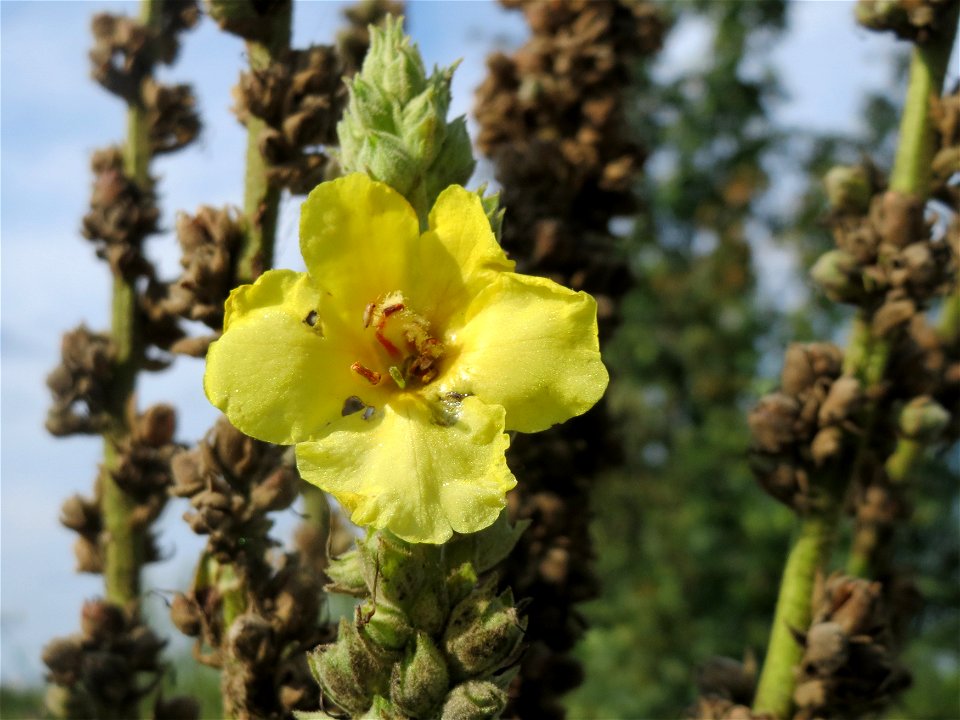 Kleinblütige Königskerze (Verbascum thapsus) bei Reilingen