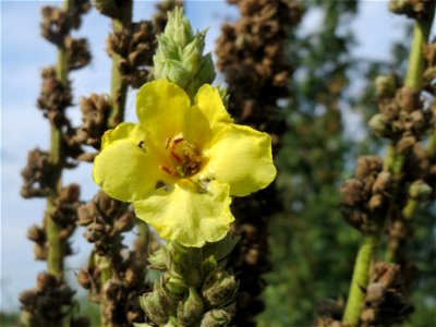 Kleinblütige Königskerze (Verbascum thapsus) bei Reilingen