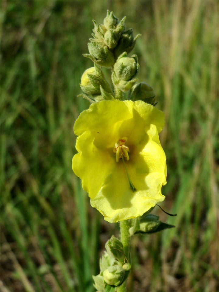 Kleinblütige Königskerze (Verbascum thapsus) in Hockenheim-Talhaus