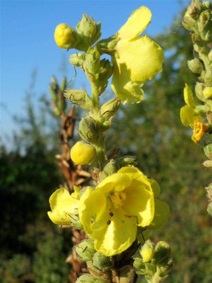 Kleinblütige Königskerze (Verbascum thapsus) bei Reilingen