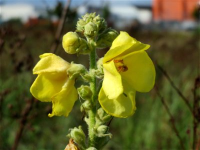 Königskerze (Verbascum thapsus) in Hockenheim-Talhaus