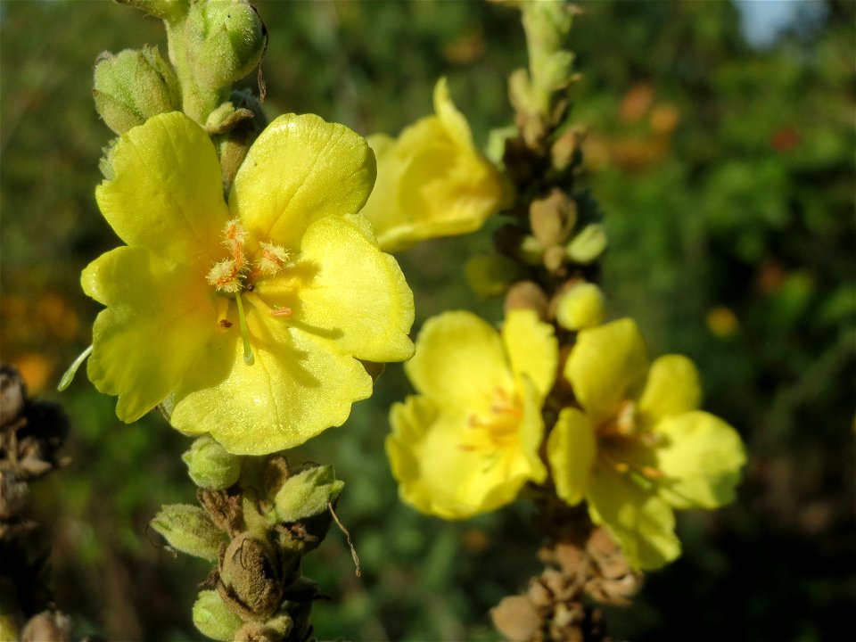 Kleinblütige Königskerze (Verbascum thapsus) bei Reilingen