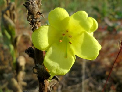Kleinblütige Königskerze (Verbascum thapsus) an den Oftersheimer Dünen