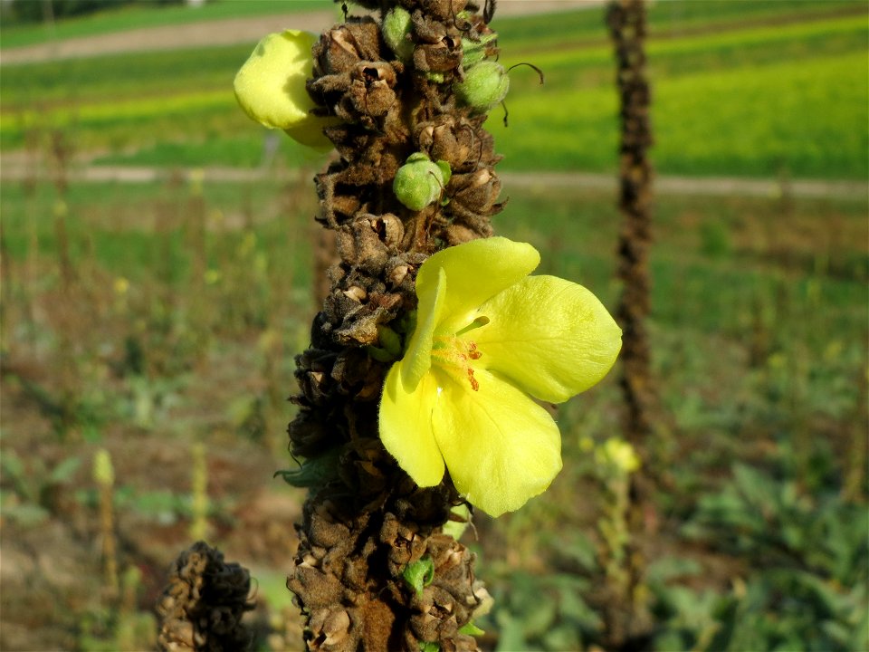 Kleinblütige Königskerze (Verbascum thapsus) an den Oftersheimer Dünen