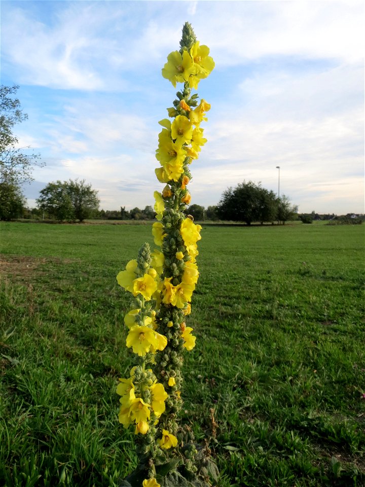 Kleinblütige Königskerze (Verbascum thapsus) in Hockenheim-Talhaus