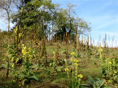 Kleinblütige Königskerze (Verbascum thapsus) an den Oftersheimer Dünen photo