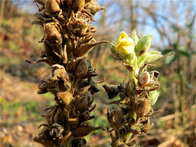 Kleinblütige Königskerze (Verbascum thapsus) bei Hockenheim