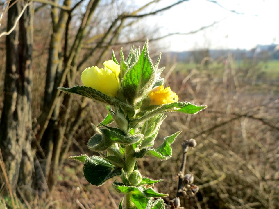 Kleinblütige Königskerze (Verbascum thapsus) bei Hockenheim