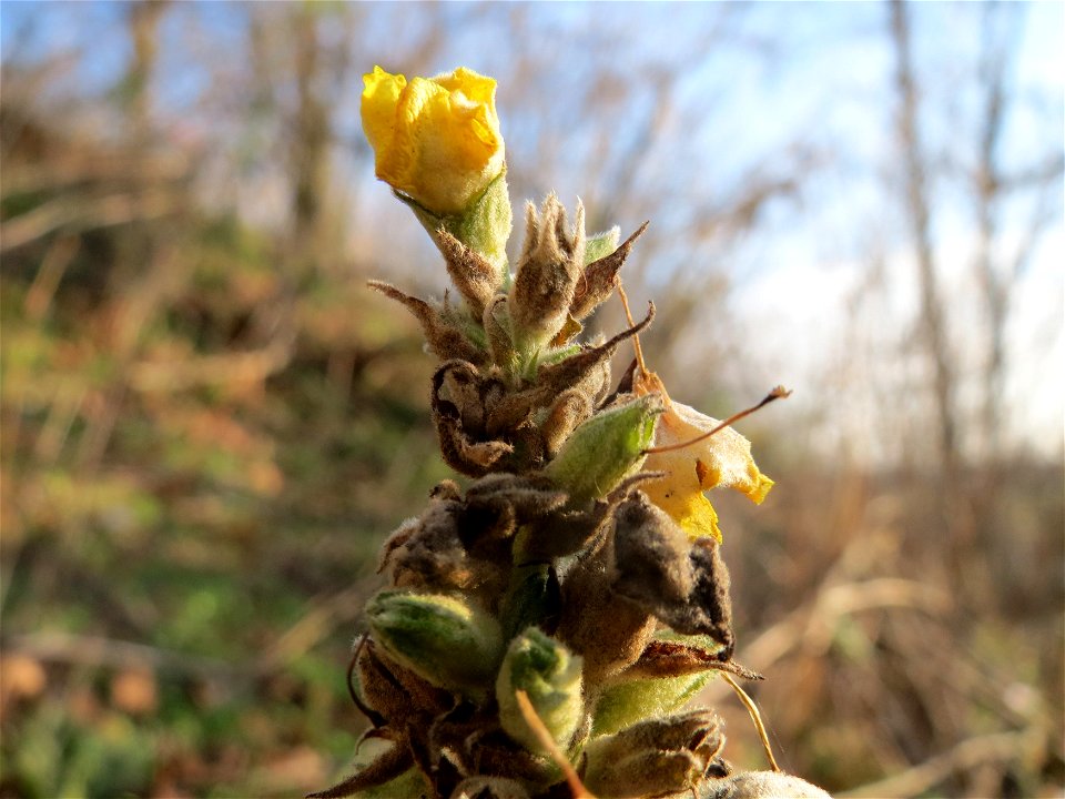 Kleinblütige Königskerze (Verbascum thapsus) bei Hockenheim